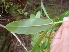 Rhododendron macrophyllum
