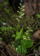 Platanthera obtusata