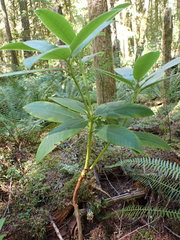 Rhododendron macrophyllum
