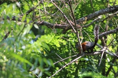 Sciurus aureogaster