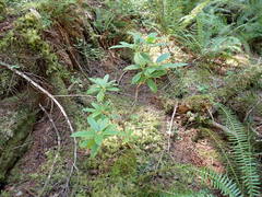 Rhododendron macrophyllum