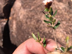 Spyridium scortechinii