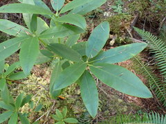 Rhododendron macrophyllum