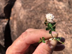 Spyridium scortechinii