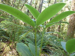 Rhododendron macrophyllum
