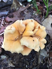 Cantharellus lateritius image