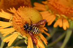 Paranthidium jugatorium