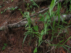 Epidendrum mixtum