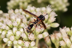 Physocephala marginata