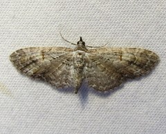 Eupithecia graefii
