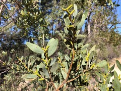 Acacia pubifolia