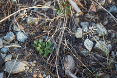 Noccaea fendleri
