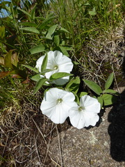 Calystegia spithamaea
