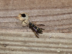 Symmorphus canadensis