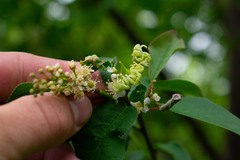 Taphrina confusa