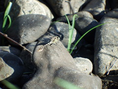 Ophiogomphus occidentis