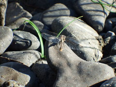 Ophiogomphus occidentis