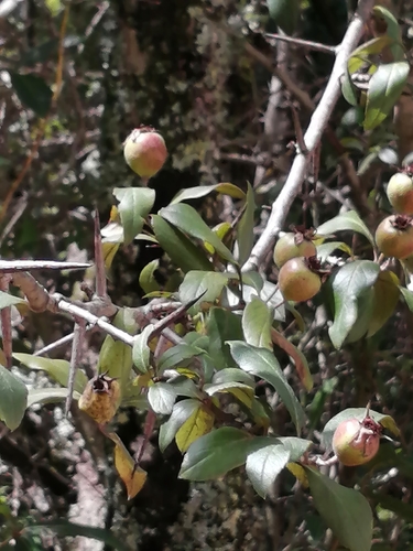 Image of Crataegus mexicana by (c) Carlos Lozano-Flores, some rights reserved (CC BY)