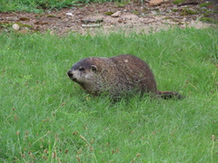 Marmota monax