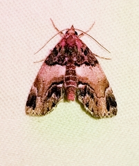 Cutina distincta