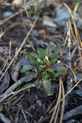 Noccaea fendleri