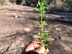 Gonocarpus oreophilus
