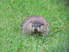 Marmota monax