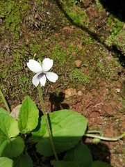 Viola cochranei