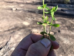 Gonocarpus oreophilus