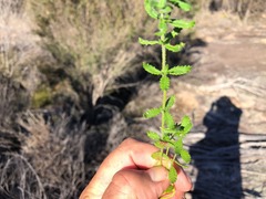 Gonocarpus oreophilus