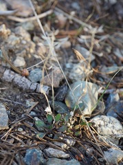 Noccaea fendleri