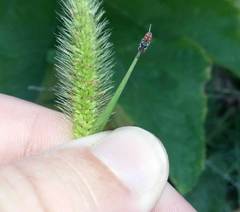 Holcopasites calliopsidis