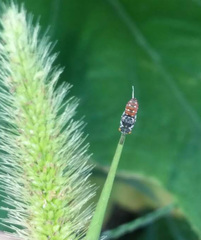 Holcopasites calliopsidis