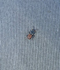 Holcopasites calliopsidis