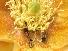 Acmaeodera quadrivittatoides