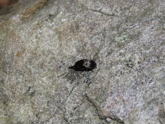 Glipa oculata