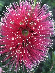 Melaleuca