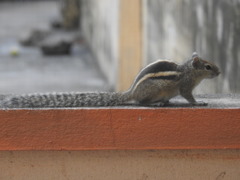 Funambulus palmarum