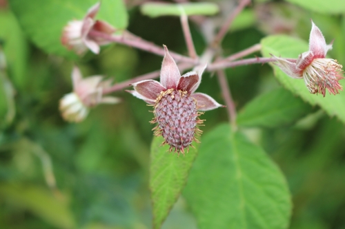 Image of Rubus glaucus by no rights reserved