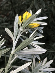 Genista linifolia