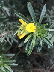 Genista linifolia