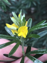 Genista linifolia
