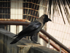 Corvus splendens