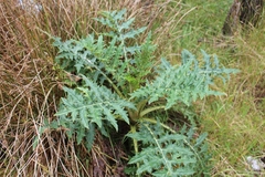 Cirsium subcoriaceum image