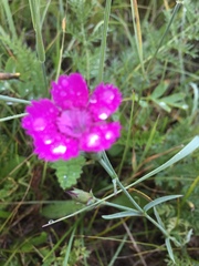 Dianthus
