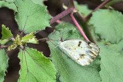 Colotis aurora