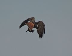 Buteo jamaicensis
