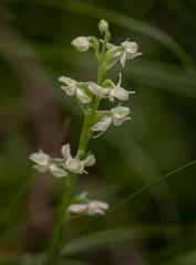 Platanthera obtusata