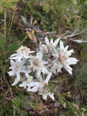 Leontopodium