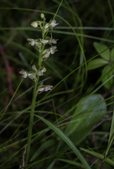 Platanthera obtusata